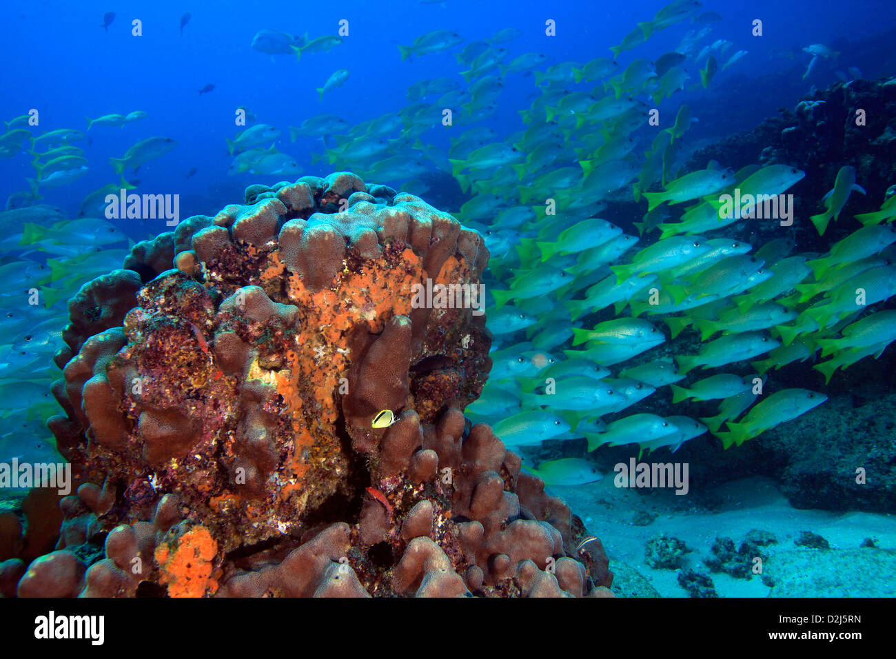 A school of yellowtail snapper underwater at Cabo Pulmo National Marine Park. Stock Photo