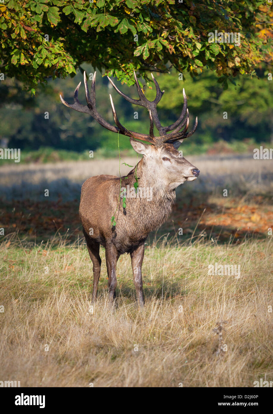 A male Red Deer stag poses in the later winter sunshine with vegetation hanging from his antlers during the annual deer rut. Stock Photo