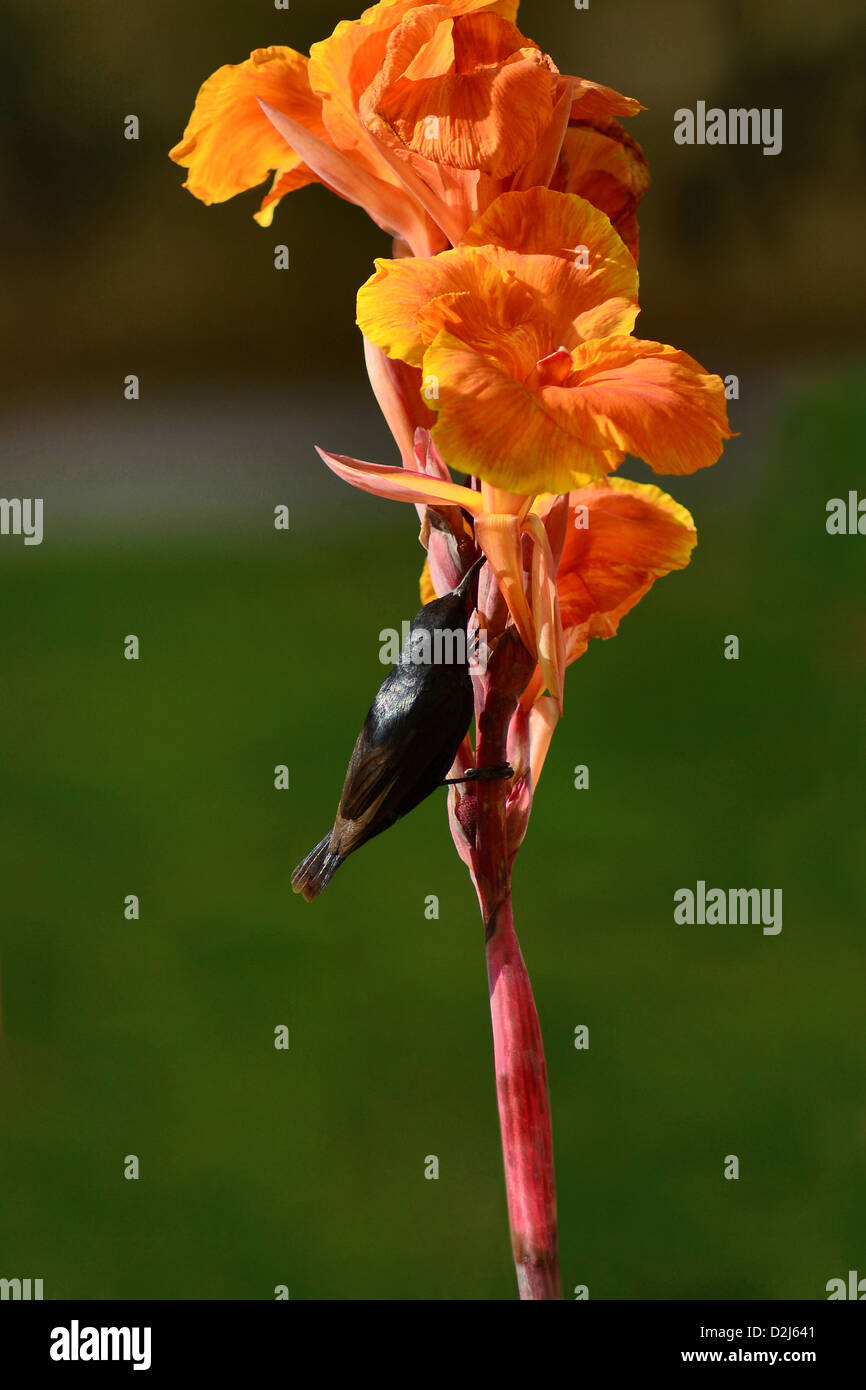 Loten's sunbird , Cinnyris lotenius on Canna flower plant Stock Photo