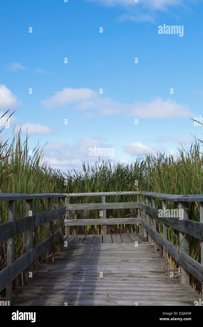 Boardwalk overgrown with the cattails of grassy narrows marsh on lake