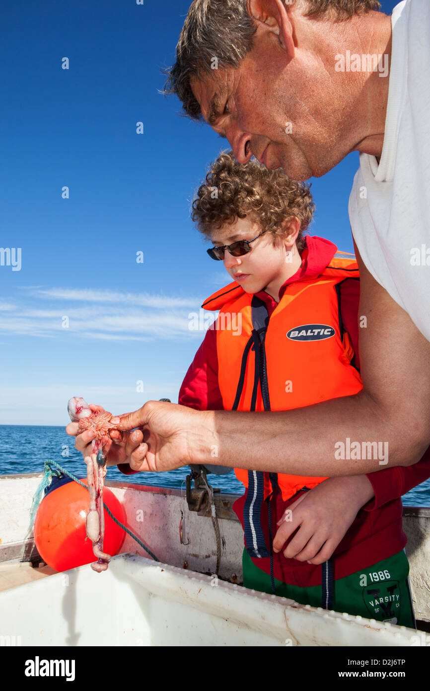 A boy guts a cod, under the suprevision of his grandfather, aboard a boat near Hofsós in Skagafjörður fjord, Iceland. Stock Photo