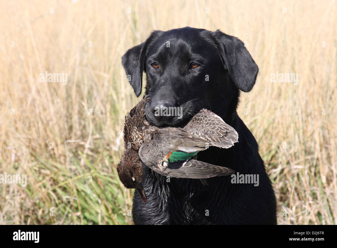 Black Labrador with Green Winged teal Stock Photo