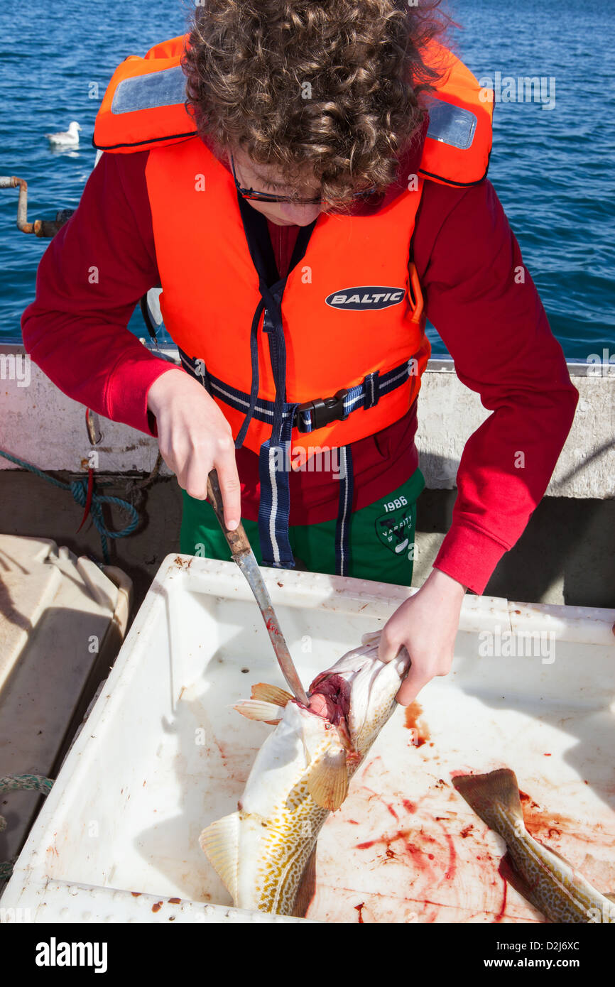 A boy guts a cod aboard a boat near Hofsós in Skagafjörður fjord, Iceland. Stock Photo