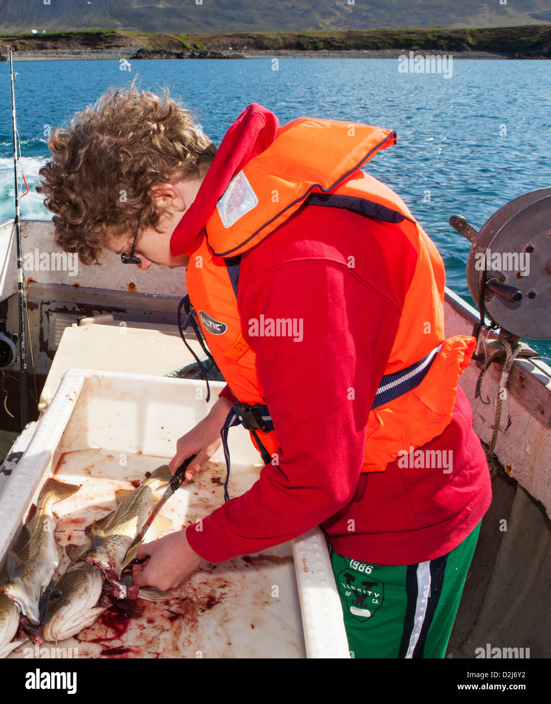 A boy guts a cod aboard a boat near Hofsós in Skagafjörður fjord, Iceland. Stock Photo