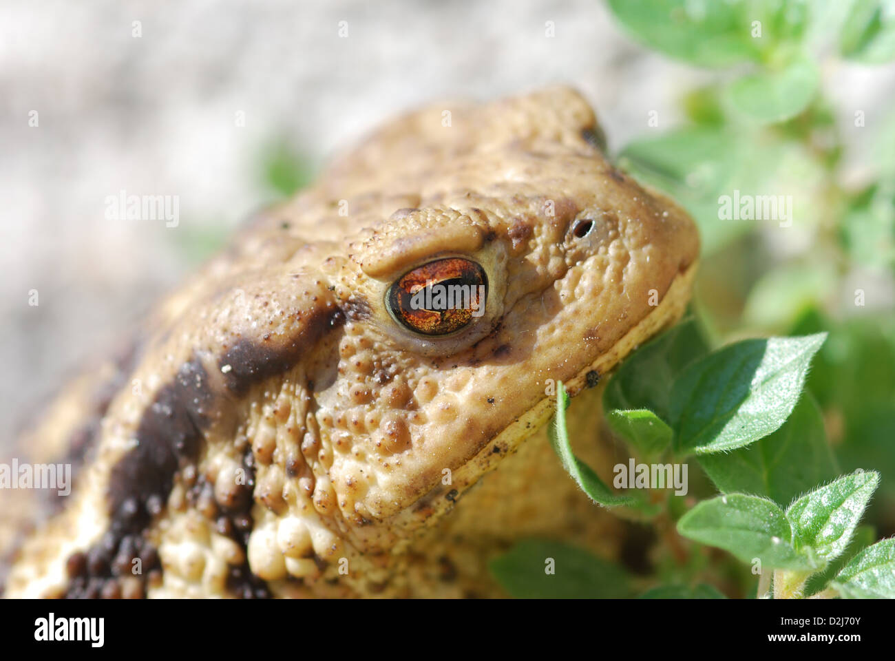 macro photography frog toad amphibian reptile nature animal