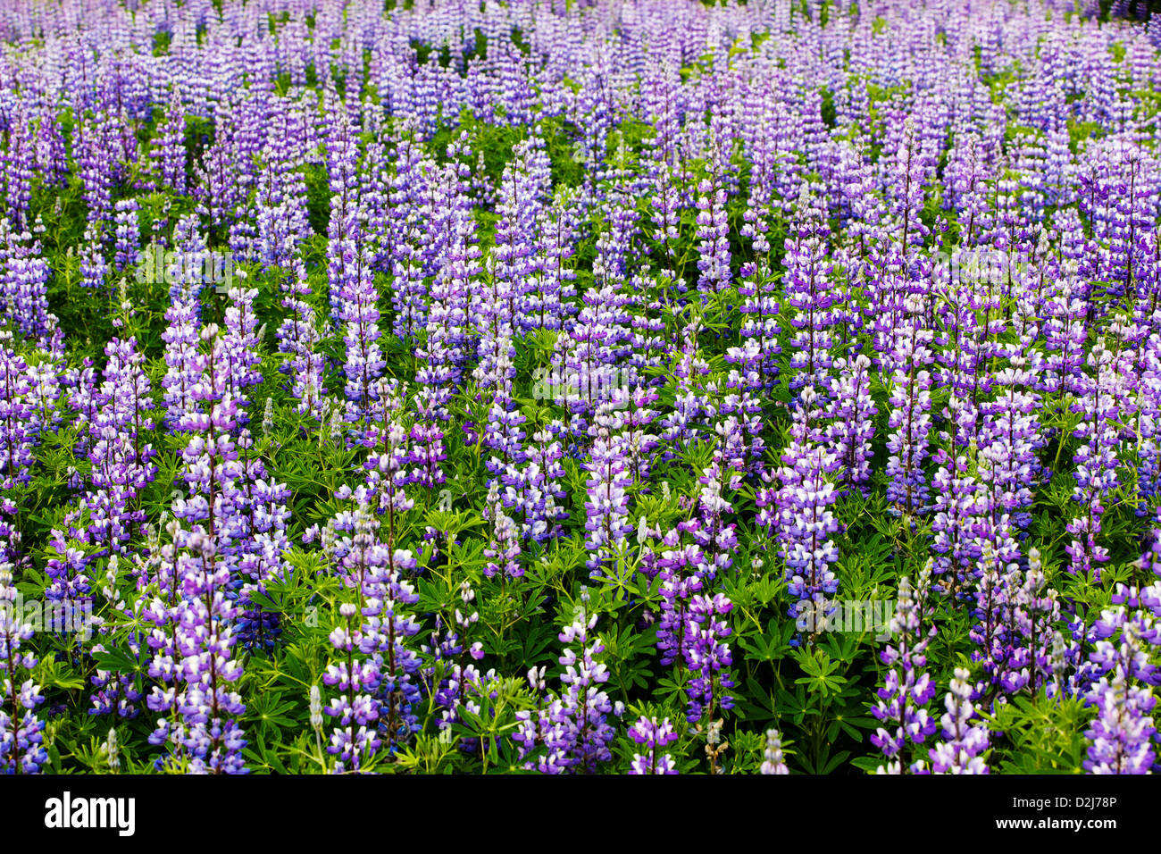 Arctic Lupine, Lupinus arcticus, flowers in purple bloom near Divide, Kenai Peninsula, Chugach National Forest, Alaska, USA Stock Photo