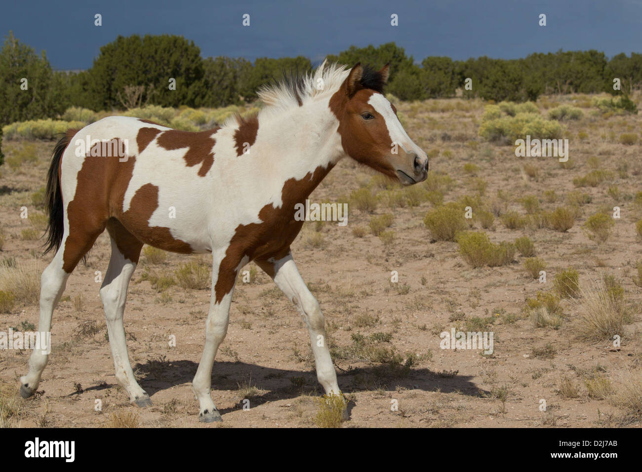 Placitas hires stock photography and images Alamy