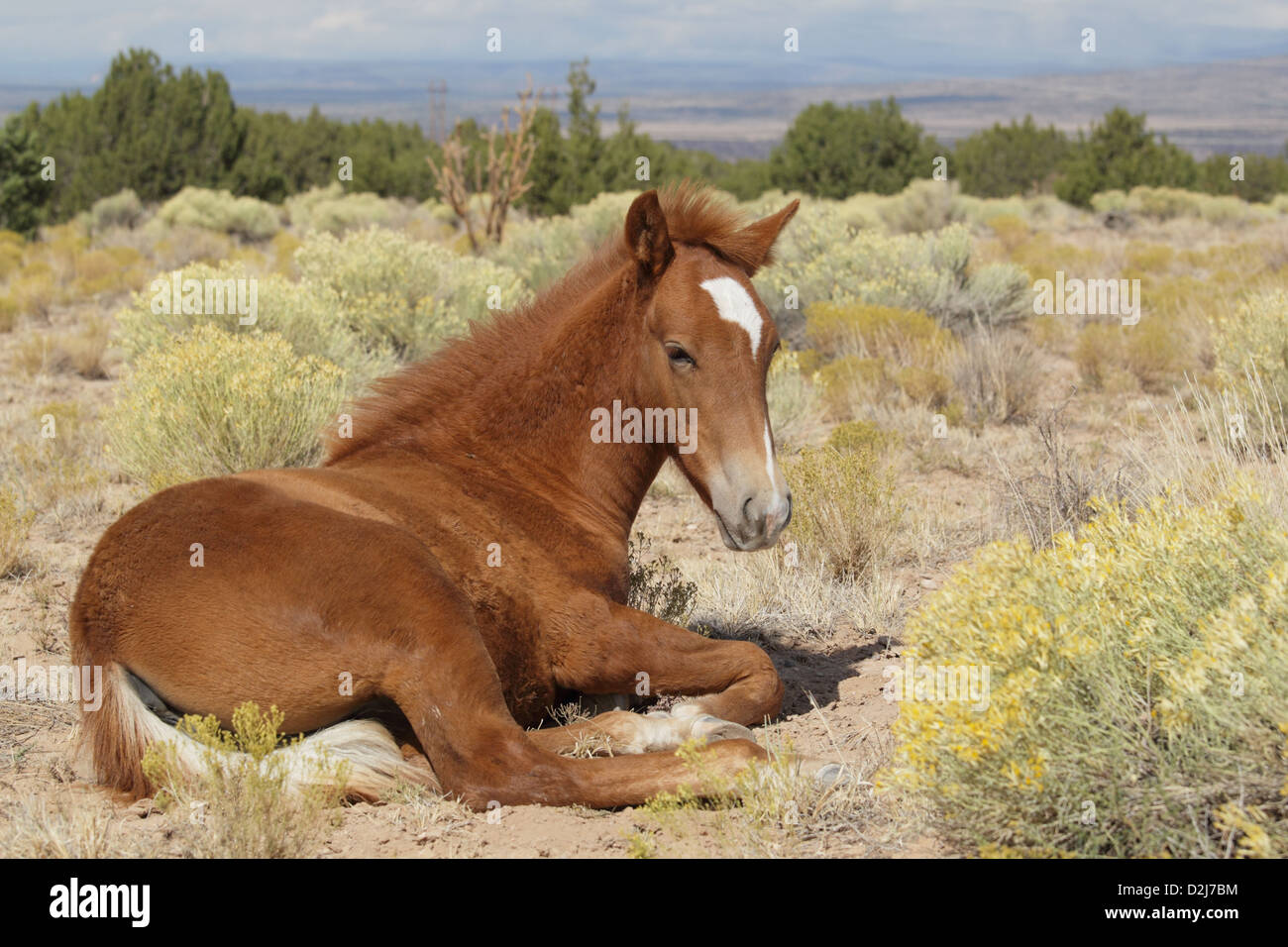 Feral wild horse hires stock photography and images Alamy