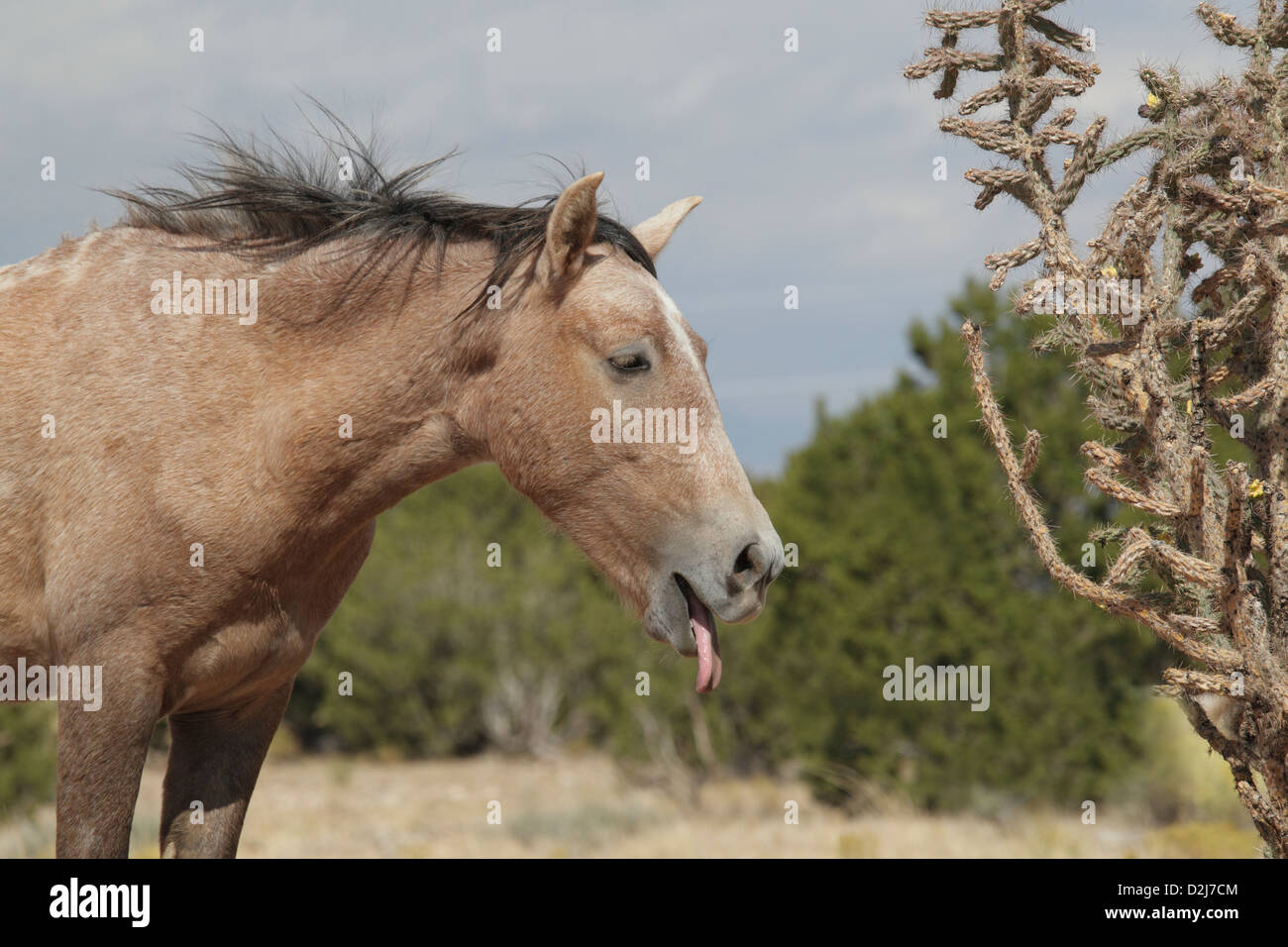 Feral (Wild) Horse, Placitas, New Mexico, Sticking out its tongue Stock