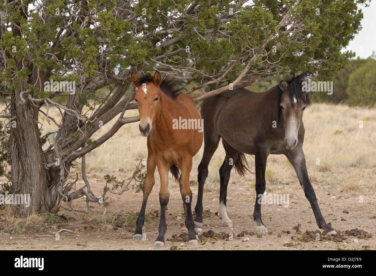 Feral (Wild) Horse, Placitas, New Mexico Stock Photo Alamy
