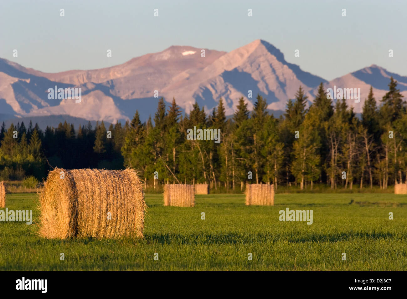 Hay bales in a green field at sunrise with mountains and trees the ...