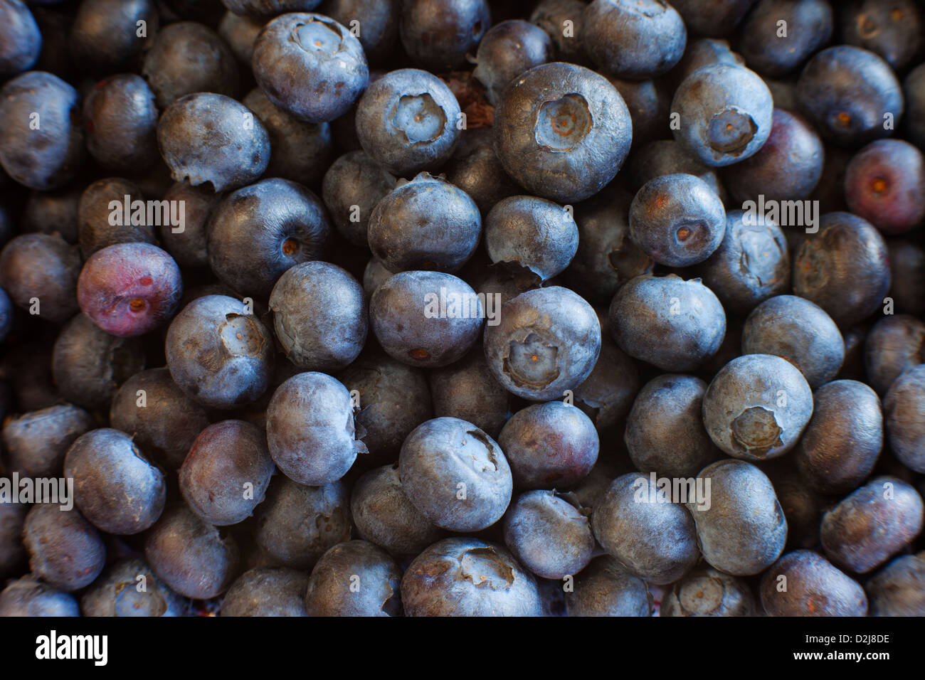 Organic blueberries - one of the Superfoods, great for brain function Stock Photo