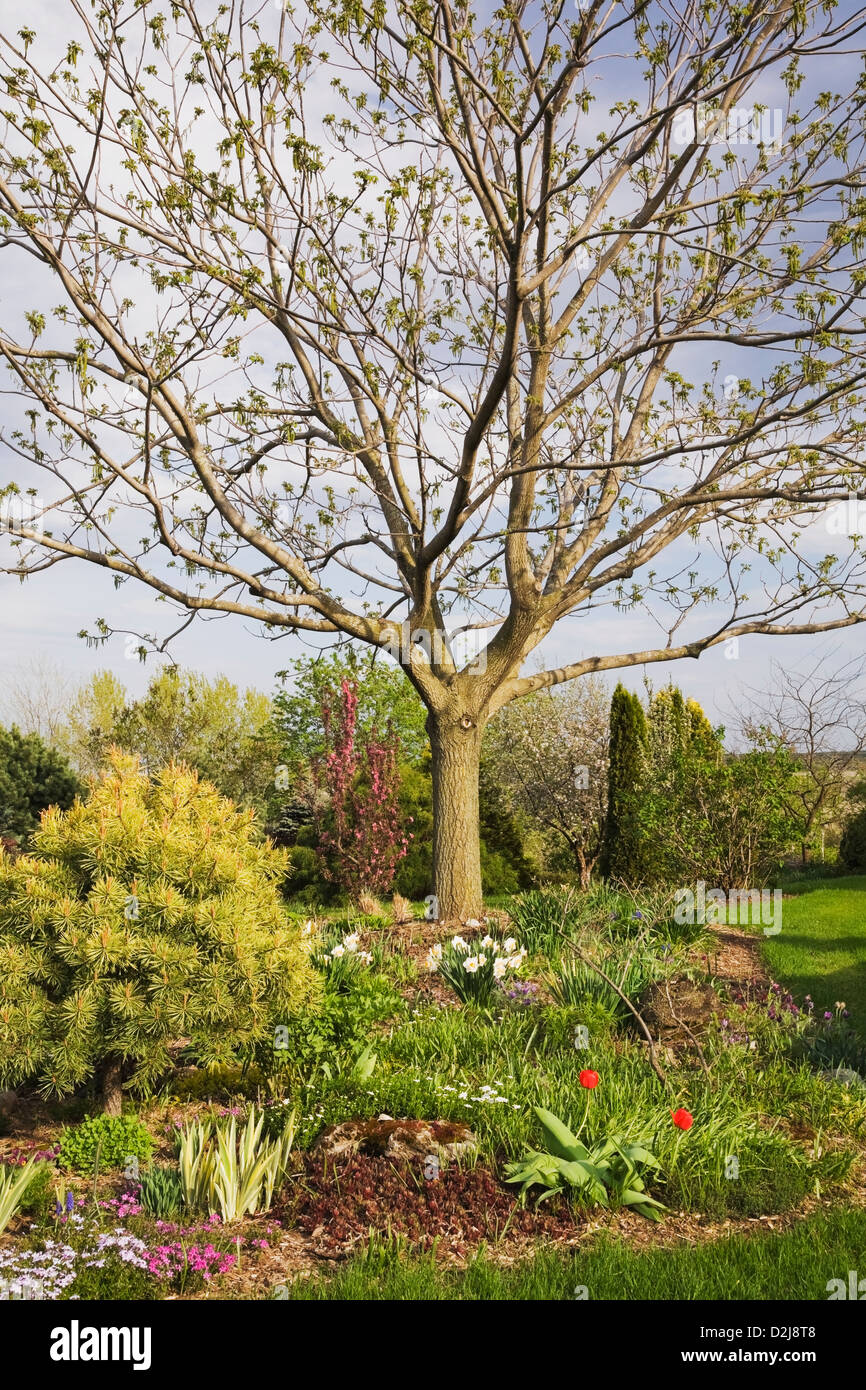 Walnut Tree In Landscape In Spring High Resolution Stock Photography