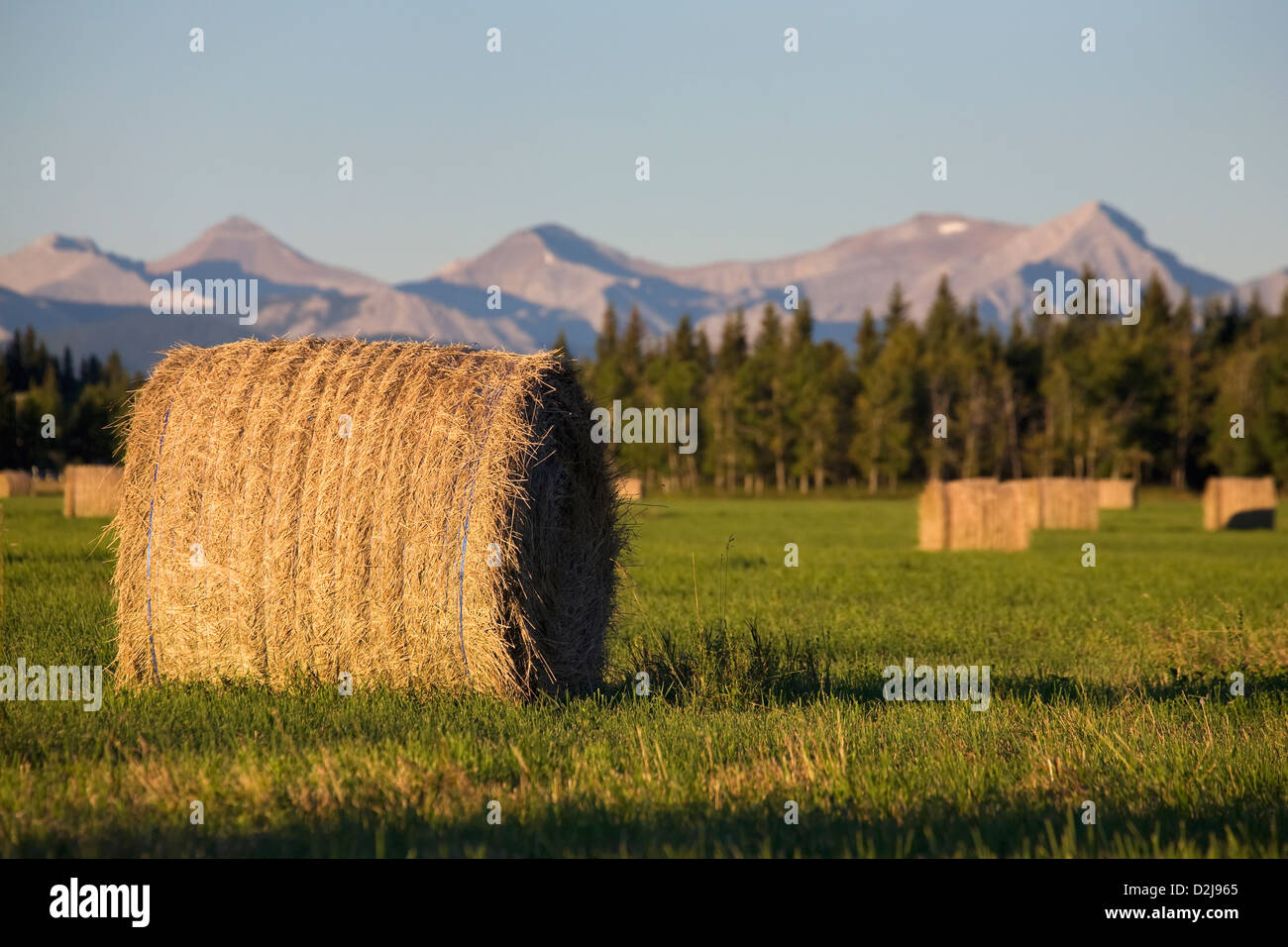 Hay bales in a green field at sunrise with mountains and trees the ...