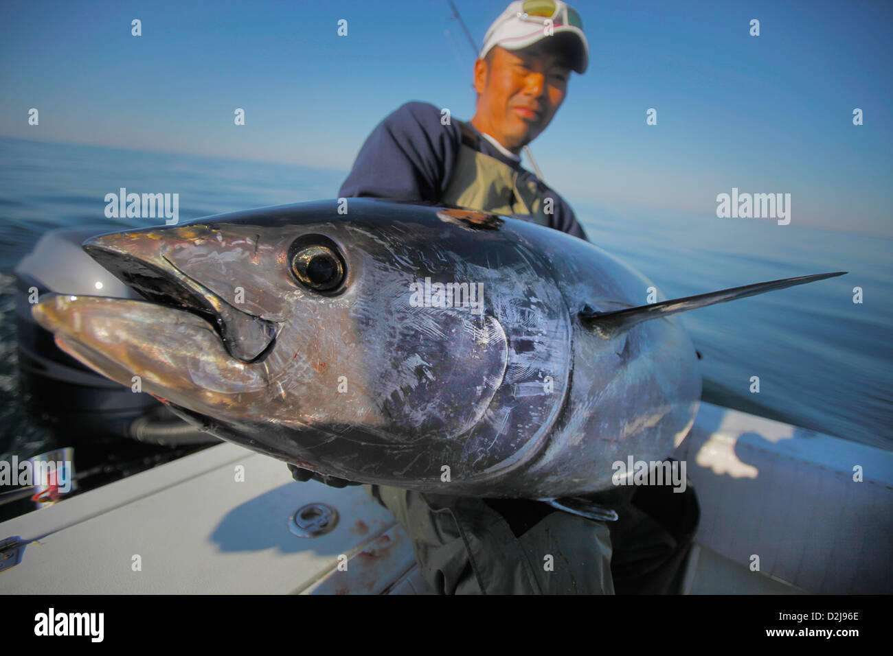 A man holding a bluefin tuna; stellwagen bank boston massachusetts united states of america Stock Photo