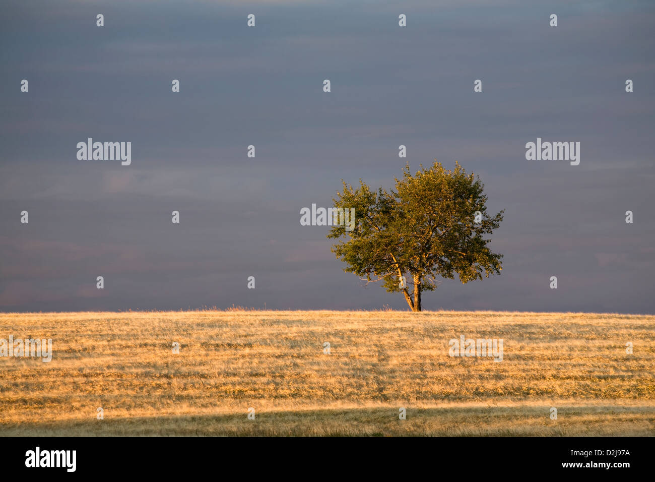 A single tree in a golden field at sunrise; alberta canada Stock Photo