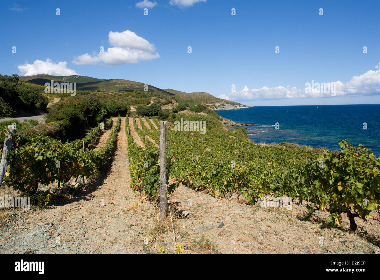 Corsica: Cap Corse - Domaine Pieretti-Venturi / vineyards bordering the ocean Stock Photo