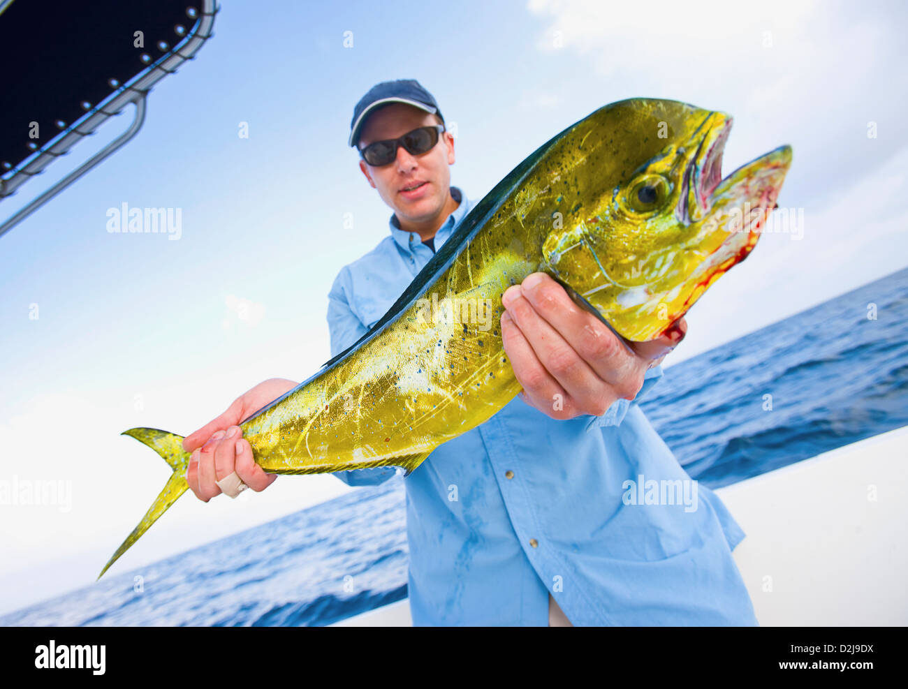 Man holding a fresh caught mahi mahi off the coast of florida; florida