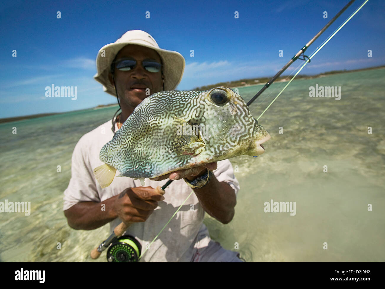 bahamas box fish Man holding boxfish (ostraciidae) and fishing rod; bahamas Stock Photo