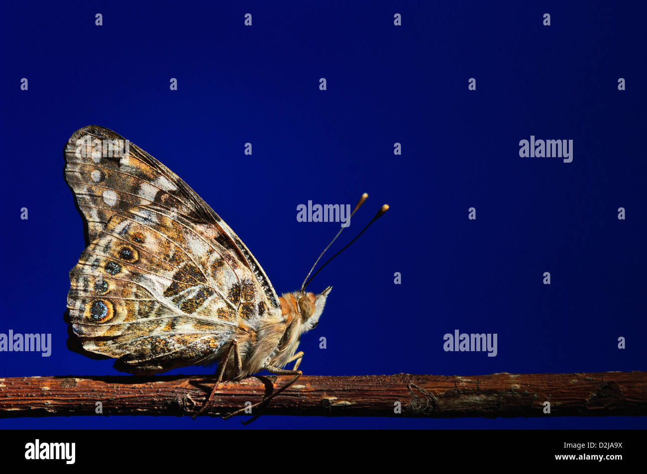 Painted lady butterfly on a branch against a deep blue background; st. albert alberta canada Stock Photo