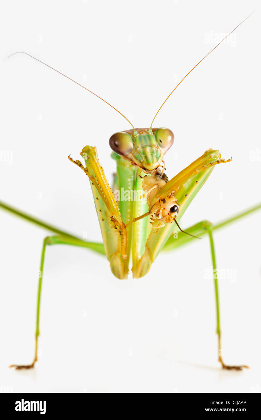 Praying mantis eating a cricket; st. albert alberta canada Stock Photo