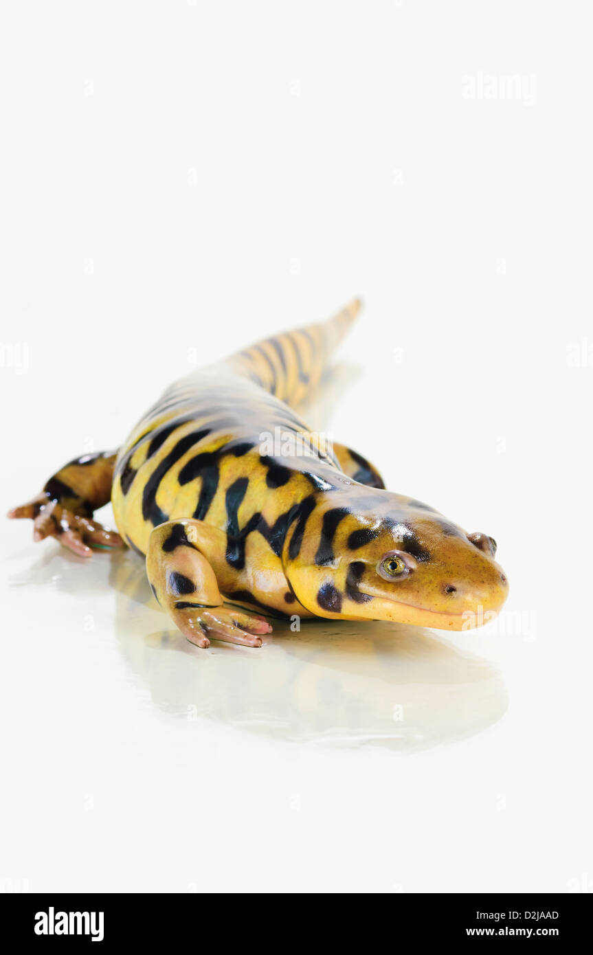 Tiger salamander; st. albert alberta canada Stock Photo