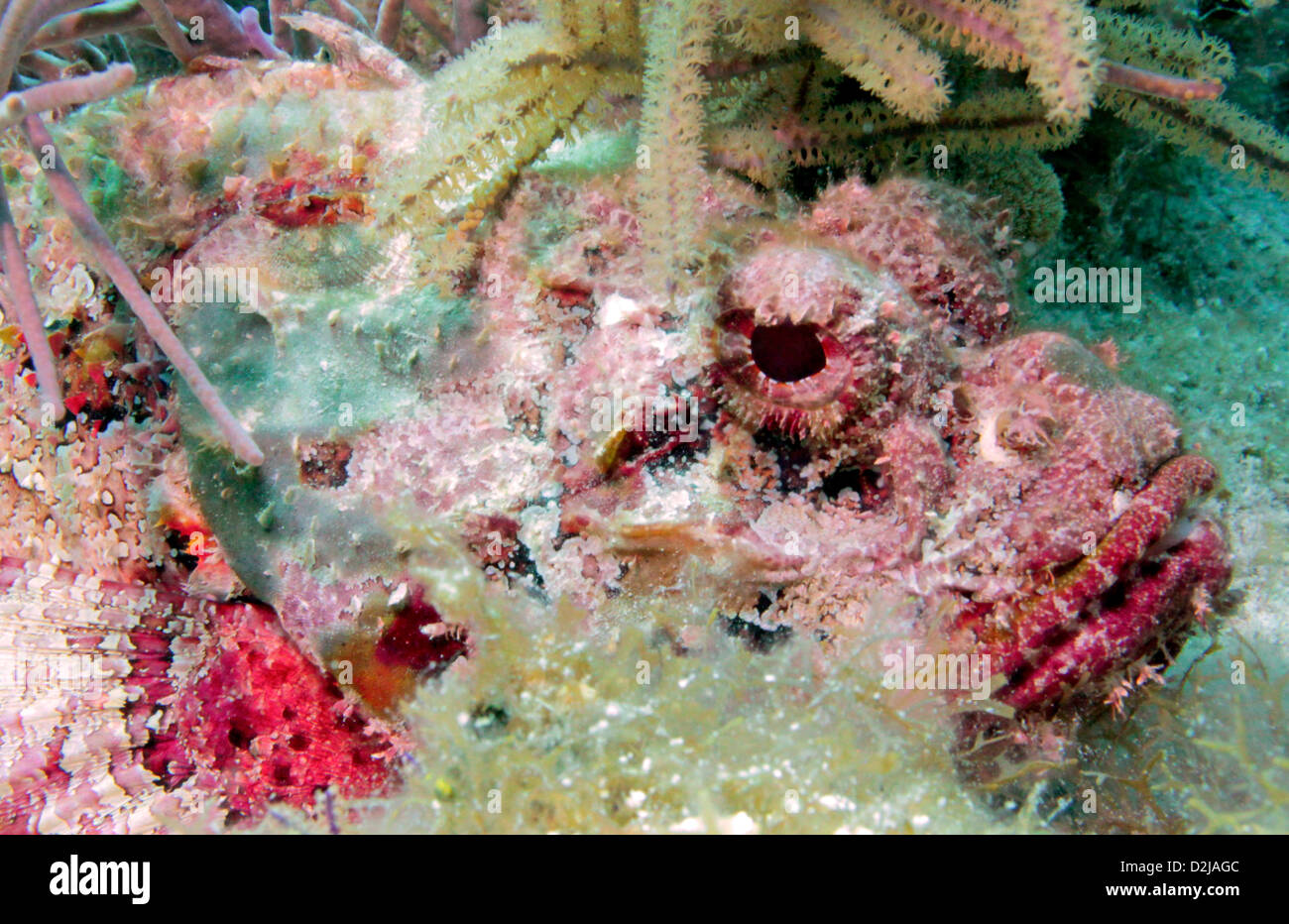 A perfectly camoflauged Scorpionfish lies along Molasses Reef in Key Largo, Florida, USA Stock Photo