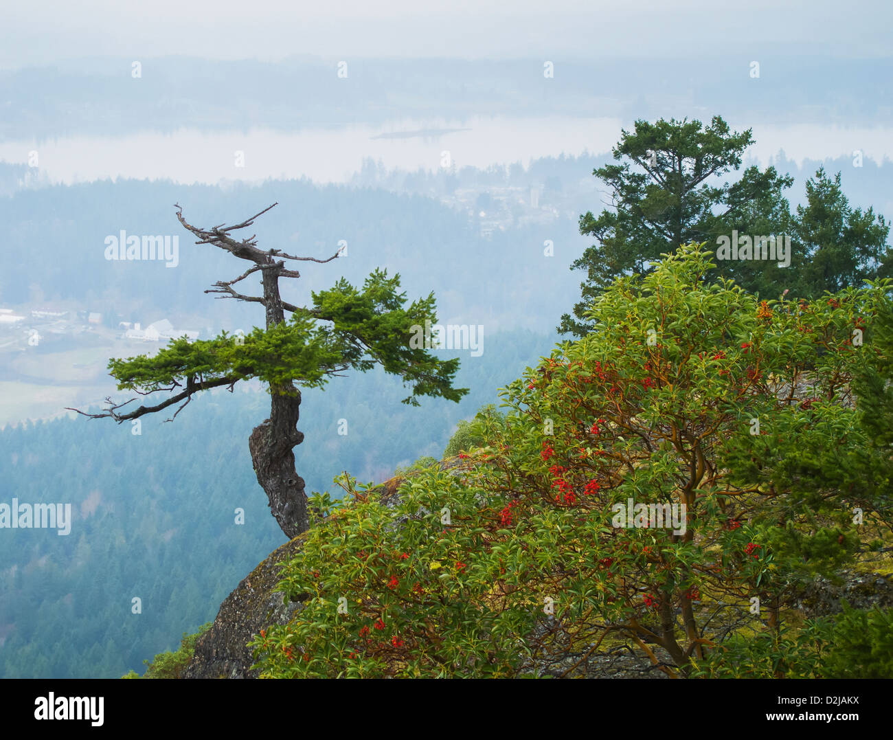 Different species of trees on top of mount tzouhalem on vancouver island; british columbia