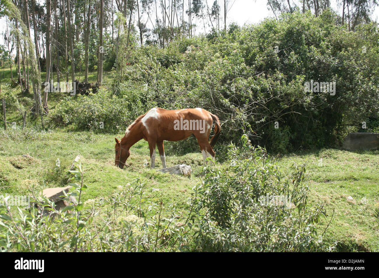 A brown and white horse grazing in a farmers meadow in Cotacachi, Ecuador Stock Photo