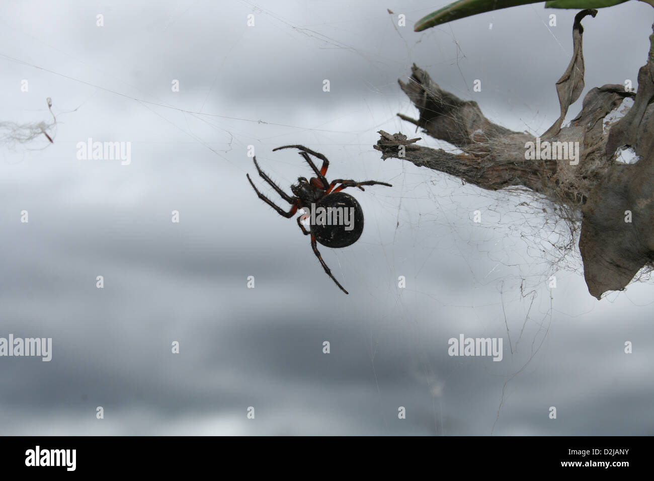 A black Orb Weaver Spider suspended in its silk web waiting for prey in Cotacachi, Ecuador Stock Photo
