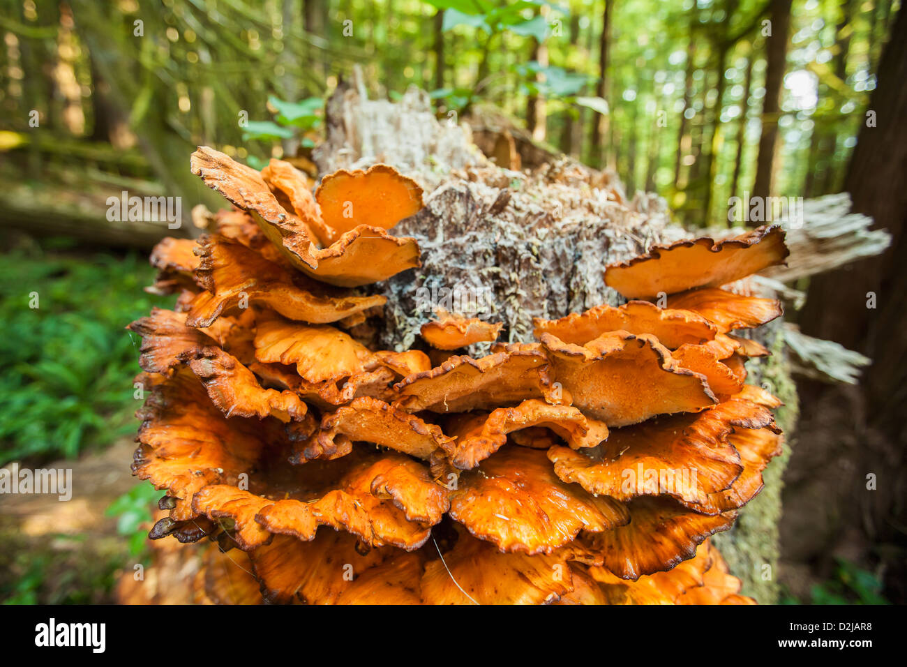 A fungus called polyporus sulphureus found on trees in the pacific northwest; british columbia canada Stock Photo