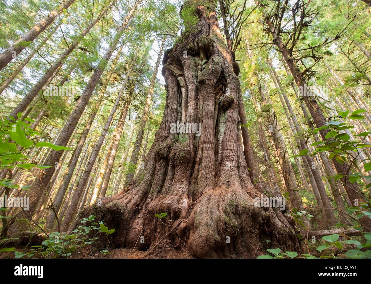 Canada's gnarliest tree a giant cedar tree in what is called avatar
