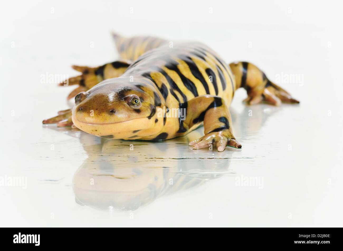 Tiger salamander on white background; alberta canada Stock Photo