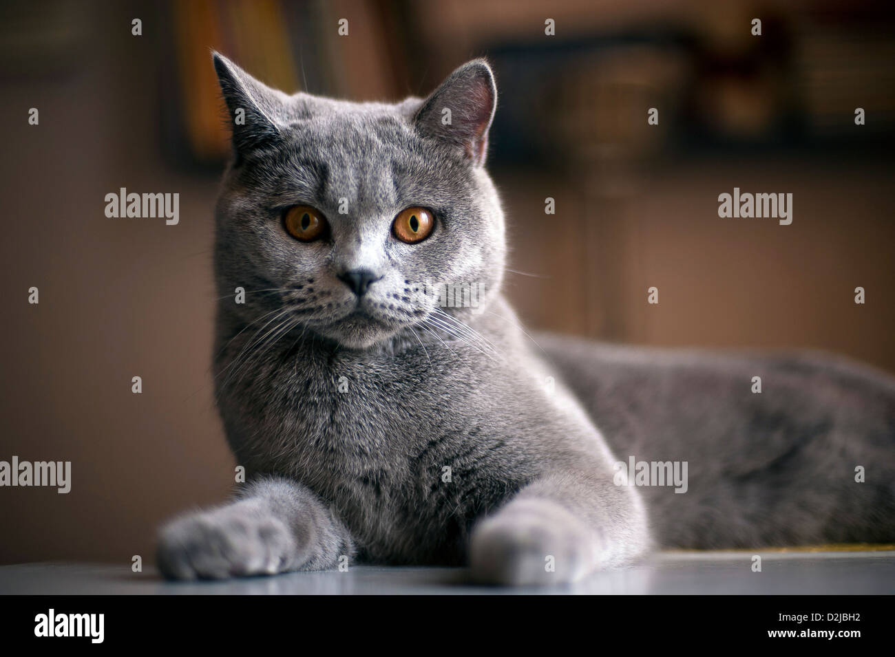 Cat Breed British Shorthair Blue Is On The Table Stock Photo