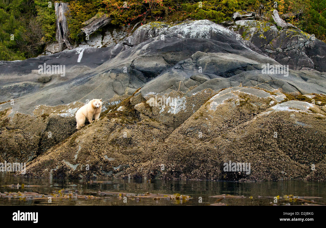 A Kermode or spirit bear (Ursus americanus kermodei) pauses as it eats barnacles exposed by low tide at the Pacific Ocean's edge. Stock Photo