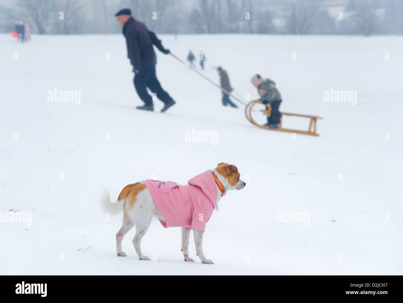 Berlin, Germany, sledding in Lübars Stock Photo Alamy