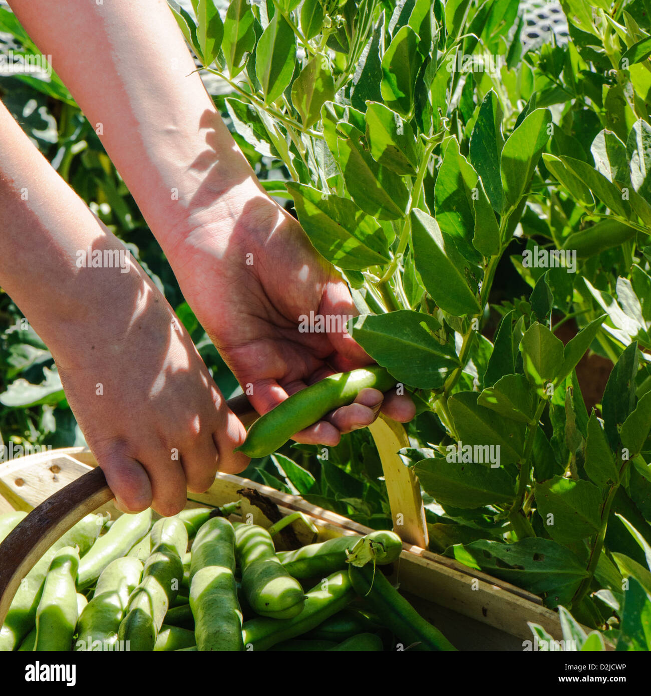 Picking fresh broad beans from the vegetable garden Stock Photo Alamy