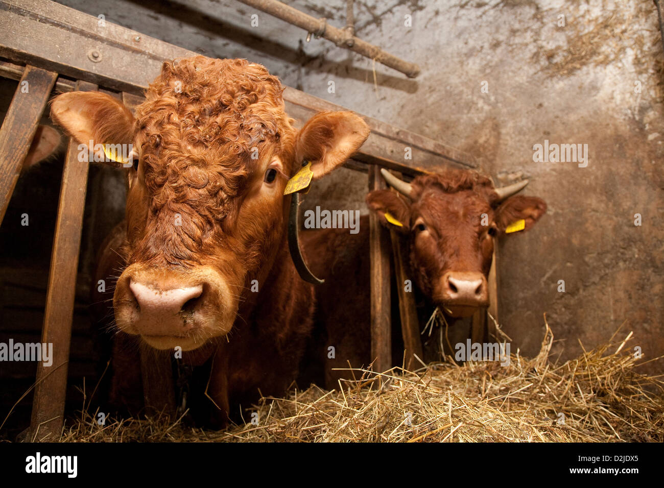 Riedlingen, Germany, cows in the barn Stock Photo - Alamy