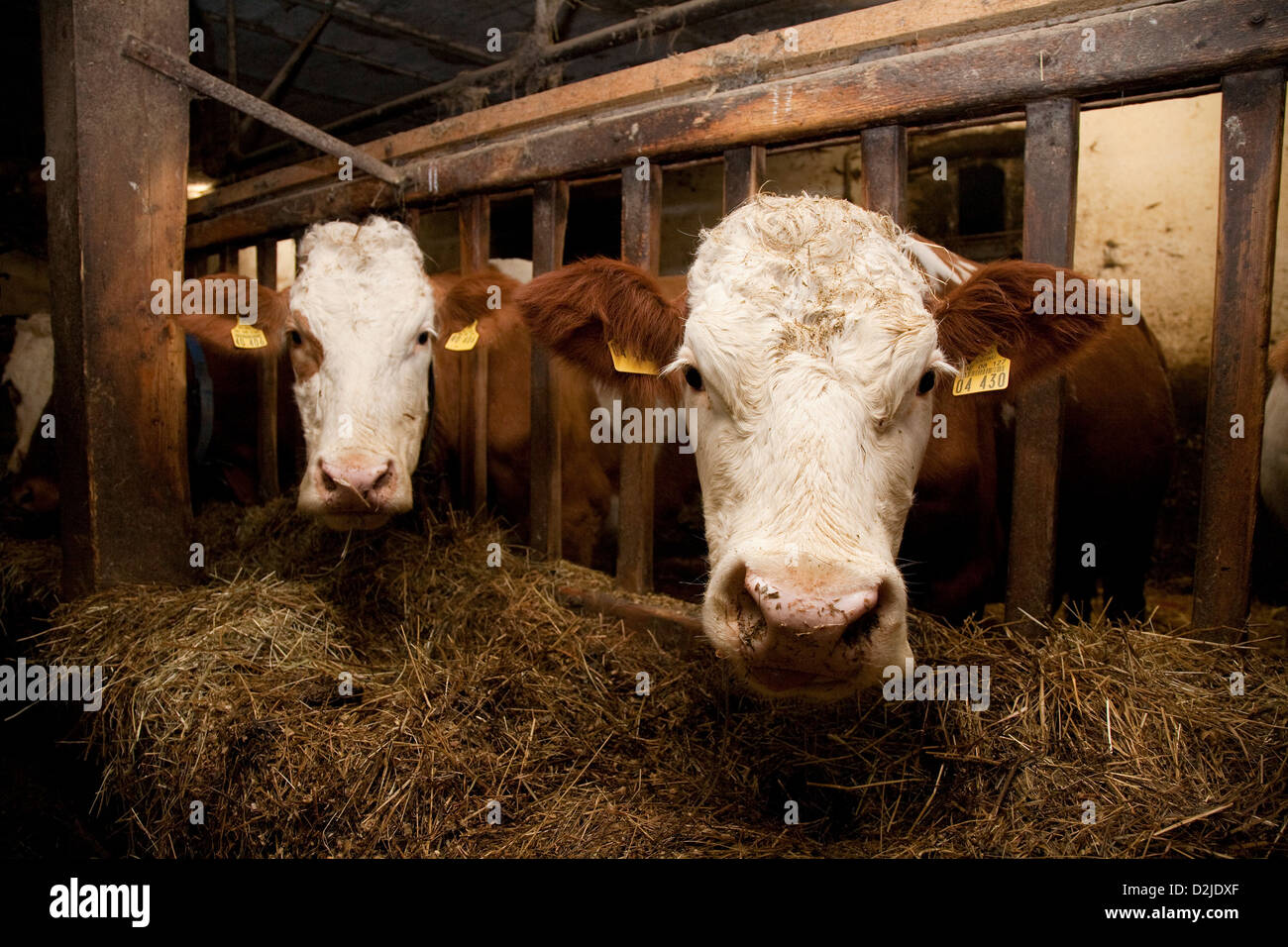 Riedlingen, Germany, cows in the barn Stock Photo - Alamy