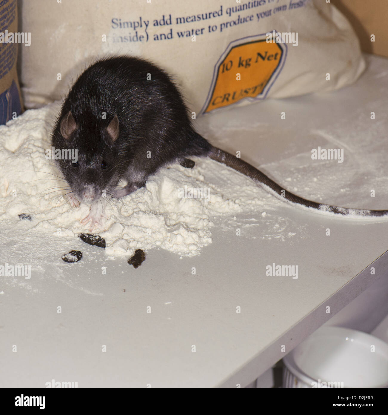 Rat in the bread flour Stock Photo - Alamy