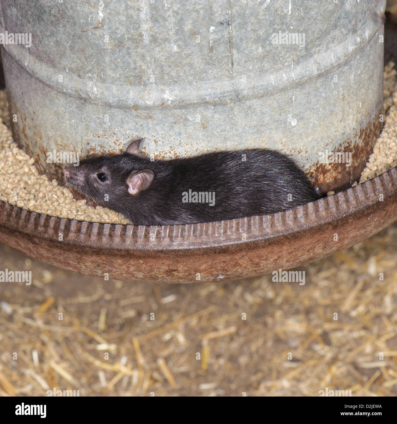 Rat in the chicken house Stock Photo Alamy