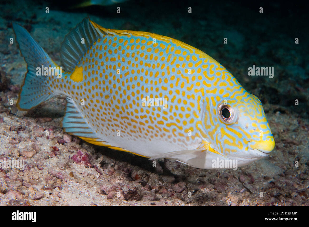 Golden Rabbitfish (Siganus guttatus) at the Kapalai house reef, Sabah, Malaysia Stock Photo