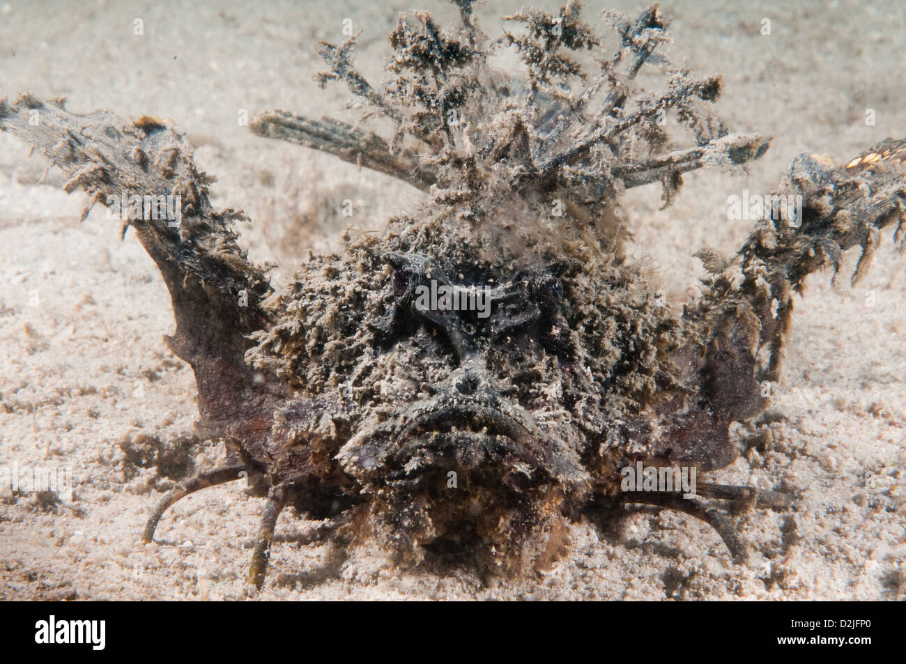 A Spiny Devilfish (Inimicus didactylus), also known as a Demon Stinger, at Lion Island, Bootless Bay, Papua New Guinea Stock Photo