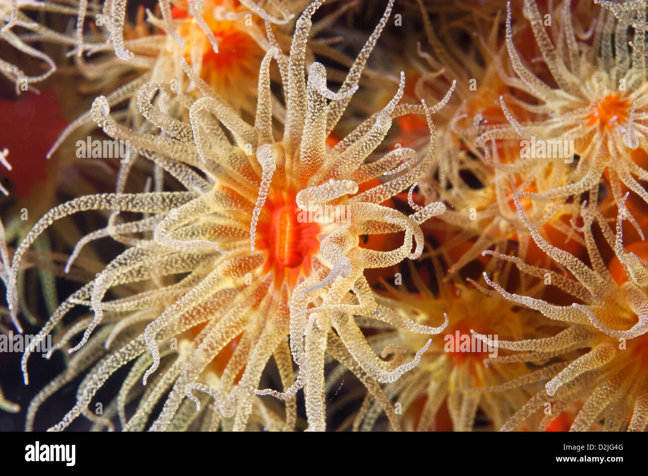 Red and yellow coral flowers underwater in Indonesia Stock Photo