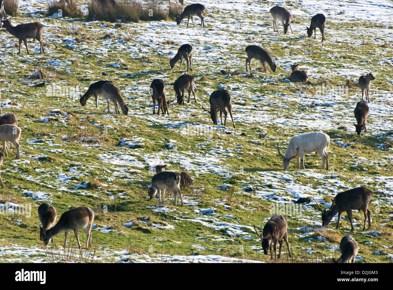 Fallow deer grazing Stock Photo