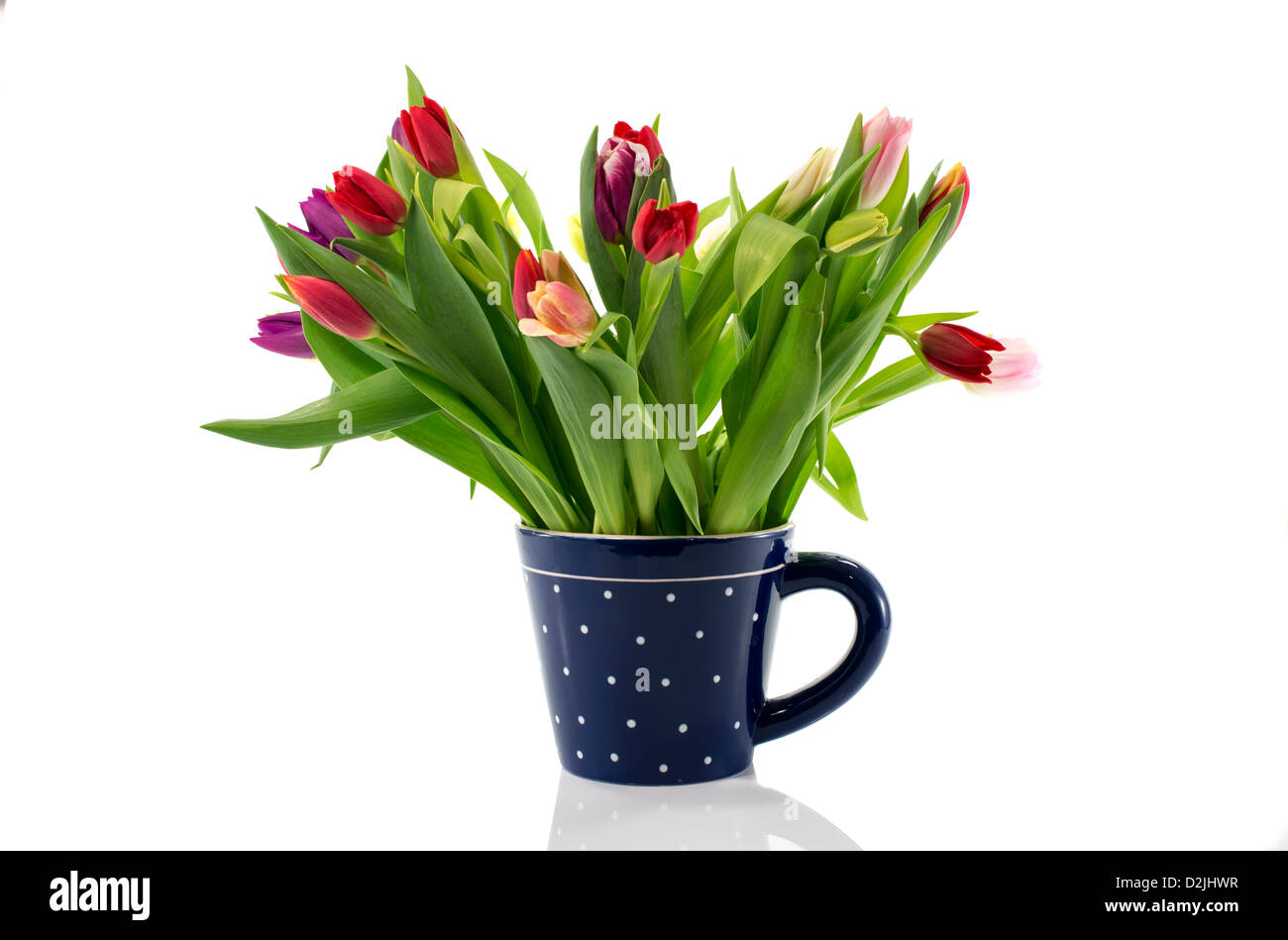 bunch of tulips isolated on white Stock Photo - Alamy
