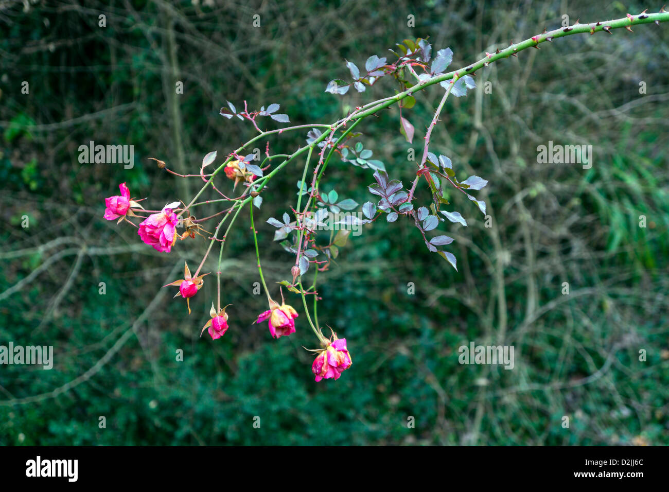 Fading wild pink roses on thorny stem Stock Photo