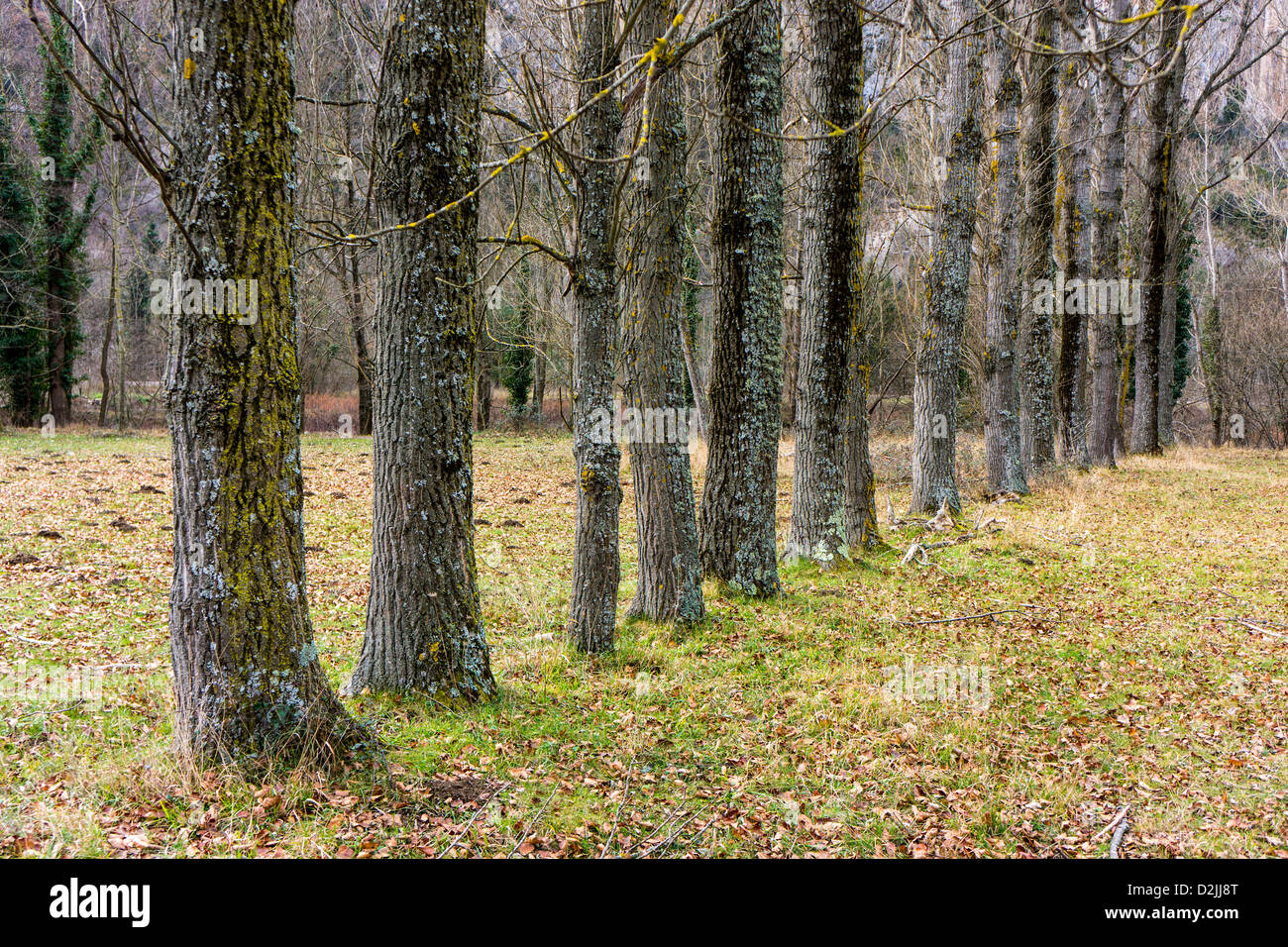 Line of trees, autumn colours, fall colors, tints Stock Photo - Alamy