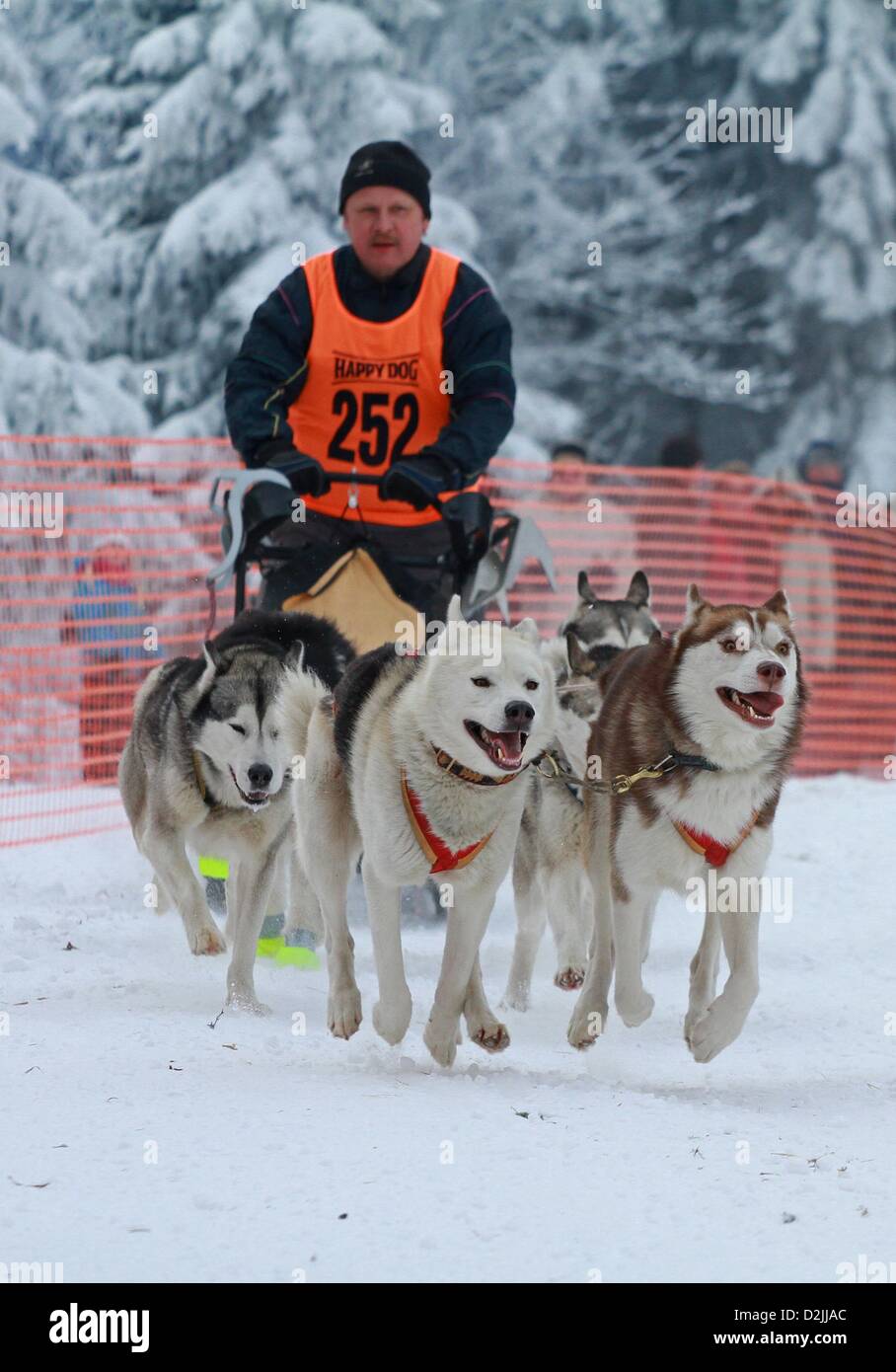 Benneckenstein, Germany. 26th January 2013. Erhard Feikert and his sled dogs compete in the sled dog race in Benneckenstein, Germany, 26 January 2013. 35 participants have registered for the sled dog race. Photo: MATTHIAS BEIN/ Alamy Live News Stock Photo