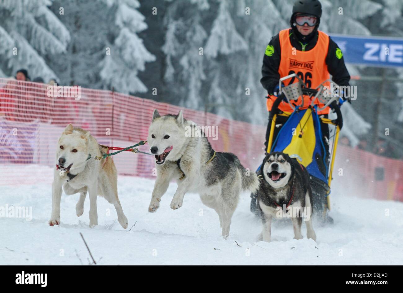 Benneckenstein, Germany. 26th January 2013. Raimund Kupka and his sled dogs compete in the sled dog race in Benneckenstein, Germany, 26 January 2013. 35 participants have registered for the sled dog race. Photo: MATTHIAS BEIN/ Alamy Live News Stock Photo